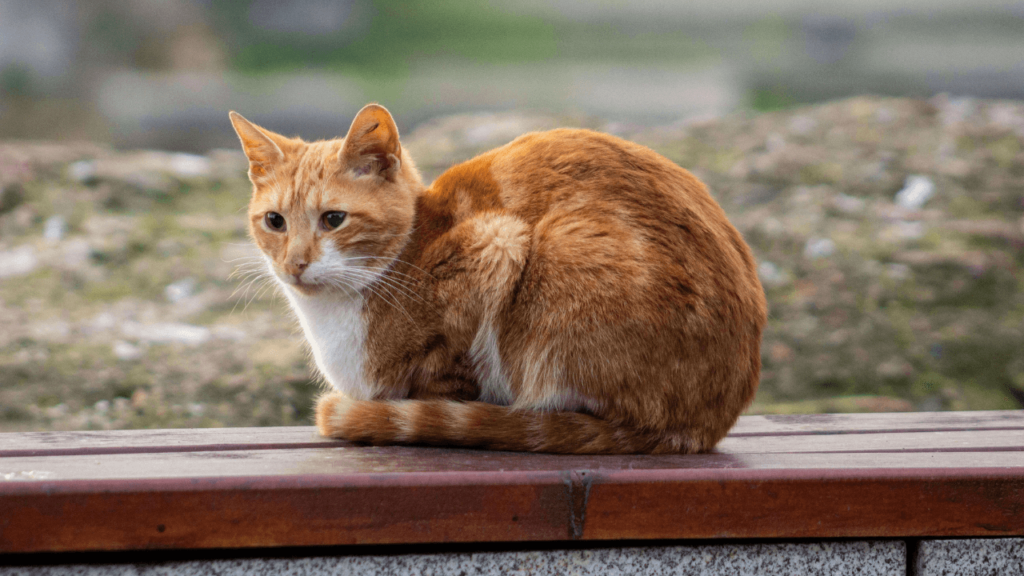 Get Rid of Fleas on Outdoor Cats