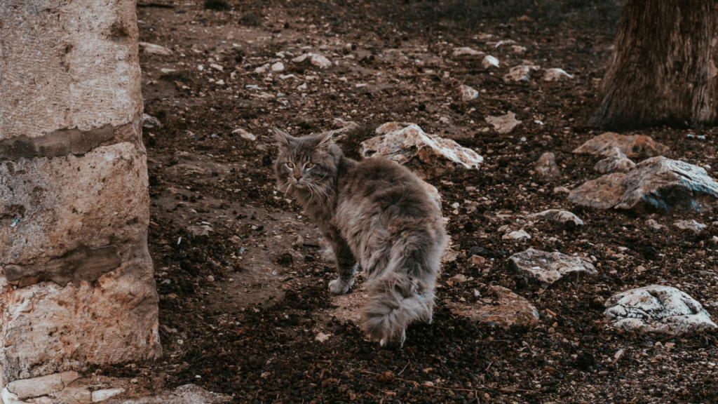 a cat standing on dirt