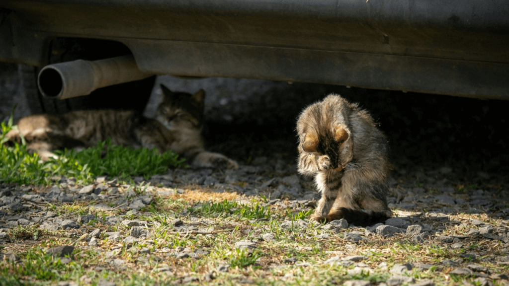 a cat sitting under a car