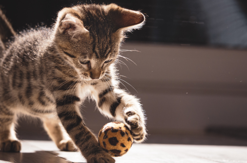 a cat is playing with ball