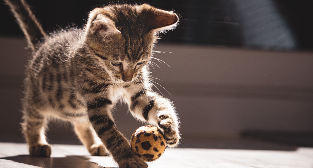 a cat is playing with ball