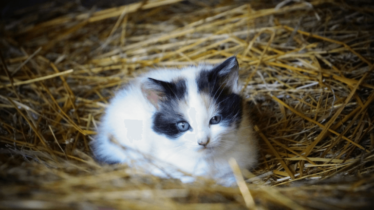 a cat lying in a nest