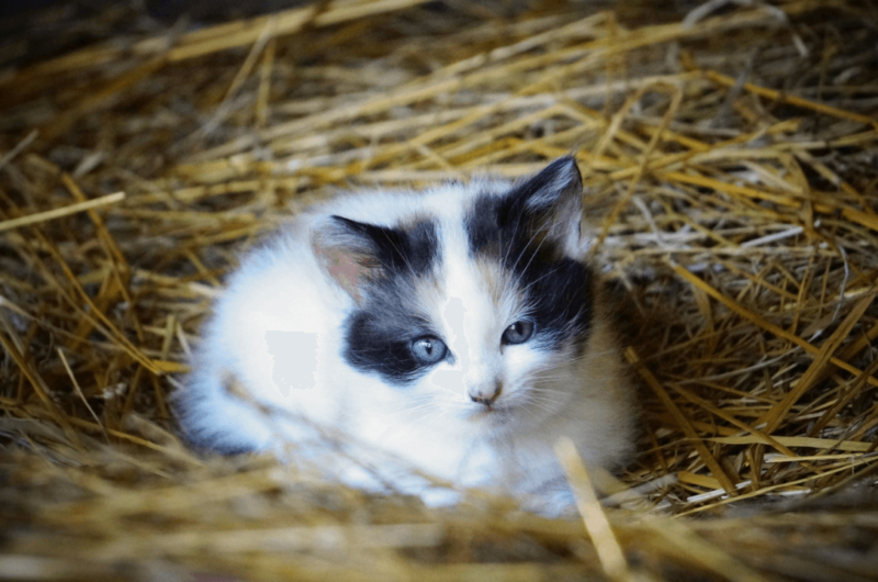 a cat lying in a nest