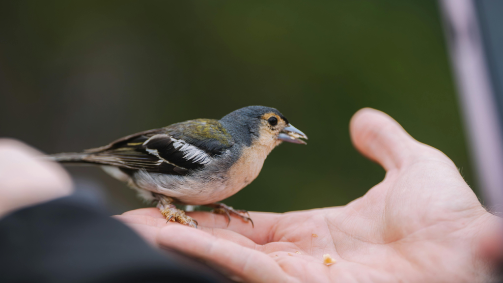 get a bird to trust you