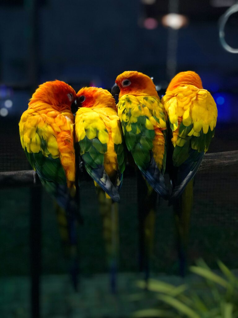 four love birds
