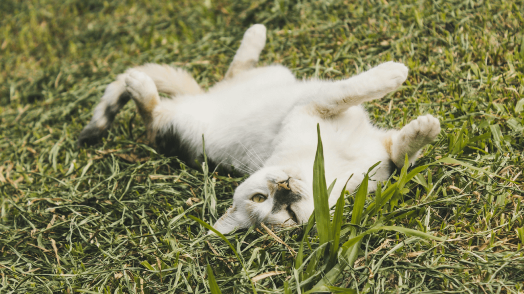 Potty Train a Kitten Without a Litter box