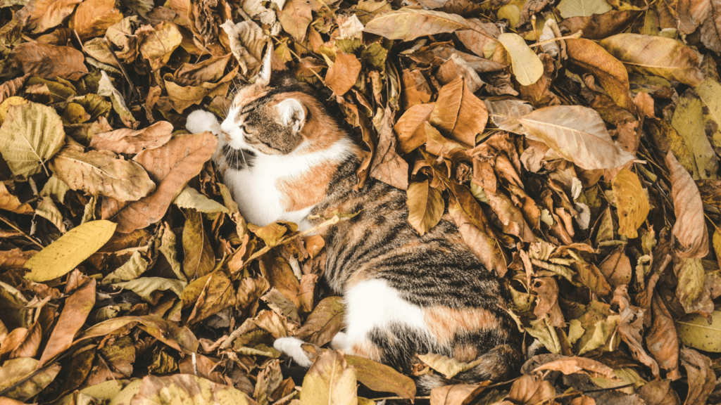 a cat laying on leaves