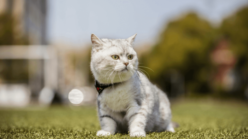 a cat sitting on grass