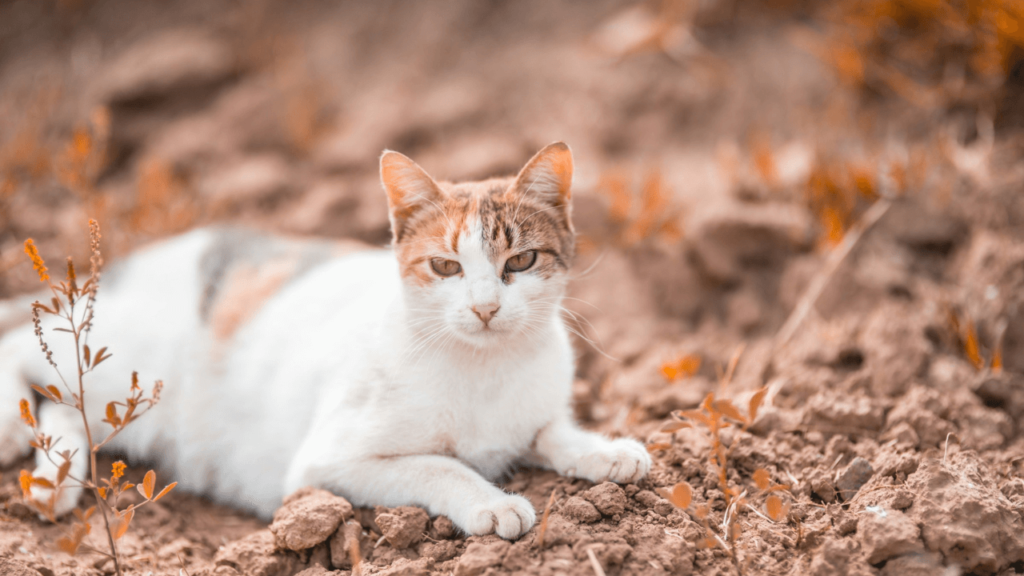 a cat lying on the ground