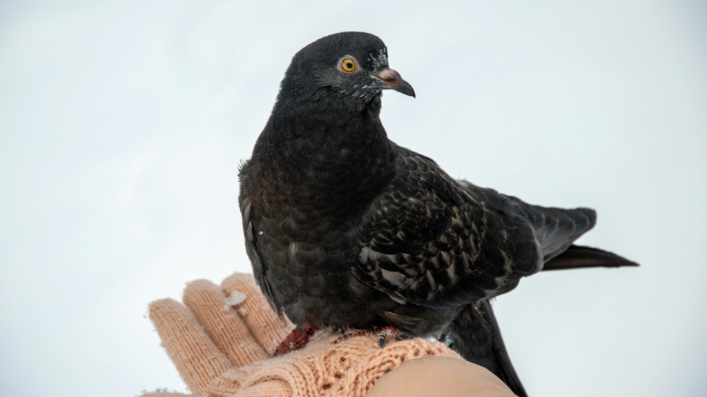 a bird on a person's hand