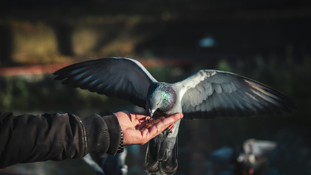 a bird eating from a hand