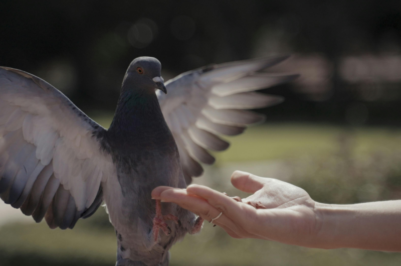 a bird on a hand