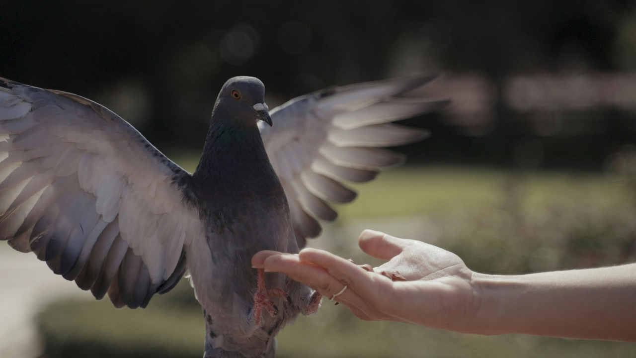 a bird on a hand