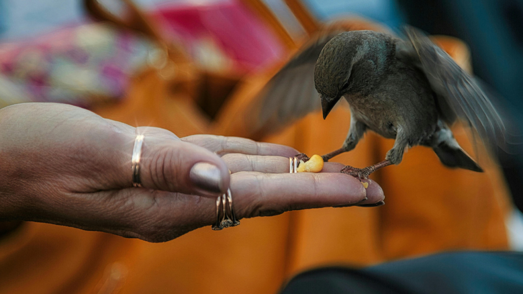 a bird on a hand