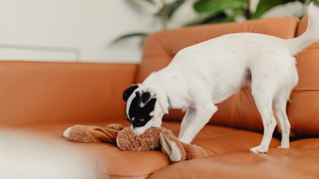 a dog playing with a stuffed animal