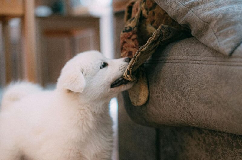 a white puppy biting a blanket