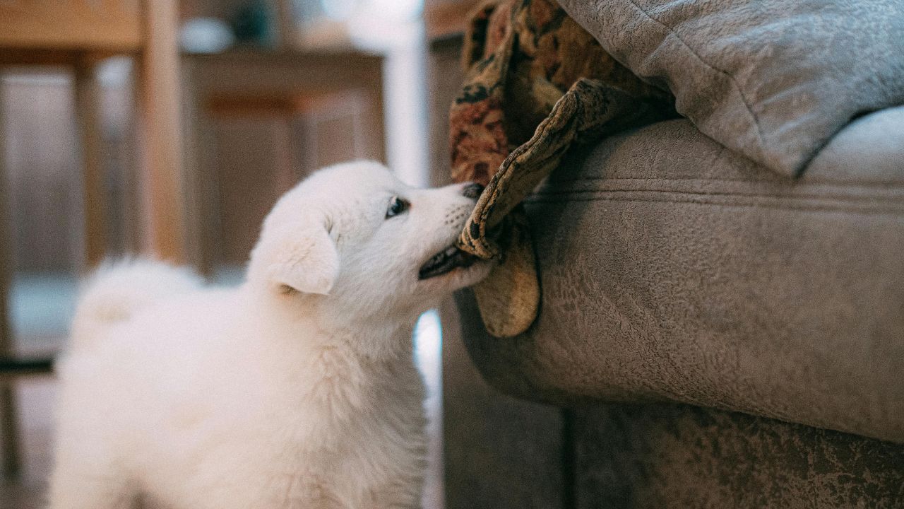 a white puppy biting a blanket