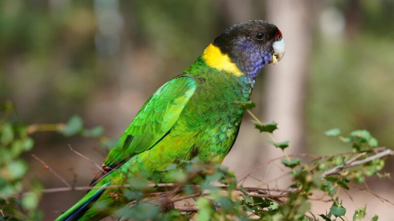 a green bird sitting on a branch