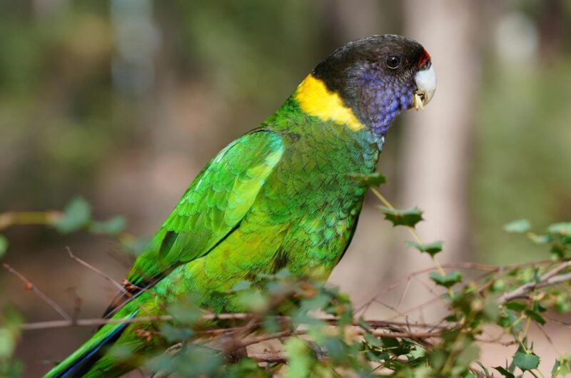 a green bird sitting on a branch