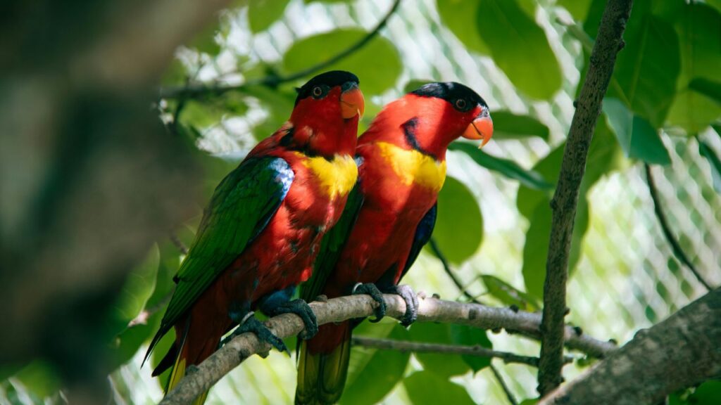 two birds on a branch