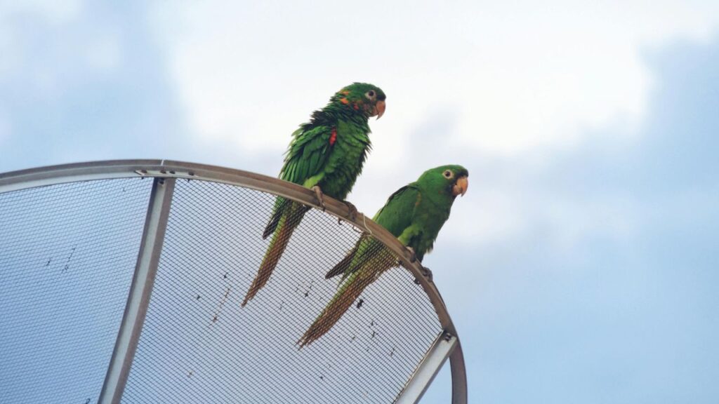 a couple of green birds on a metal object