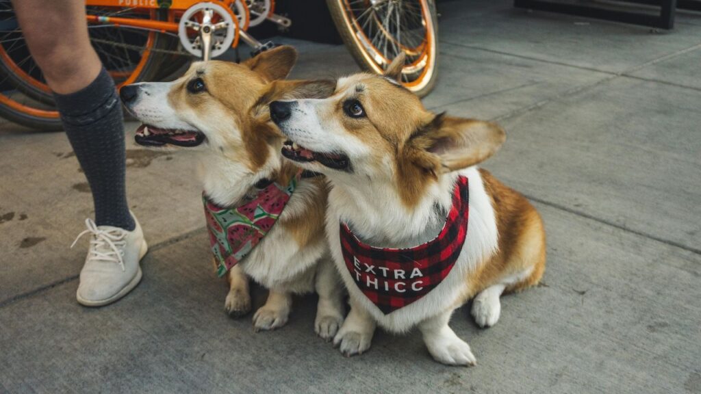 two dogs wearing bandanas sitting on the ground