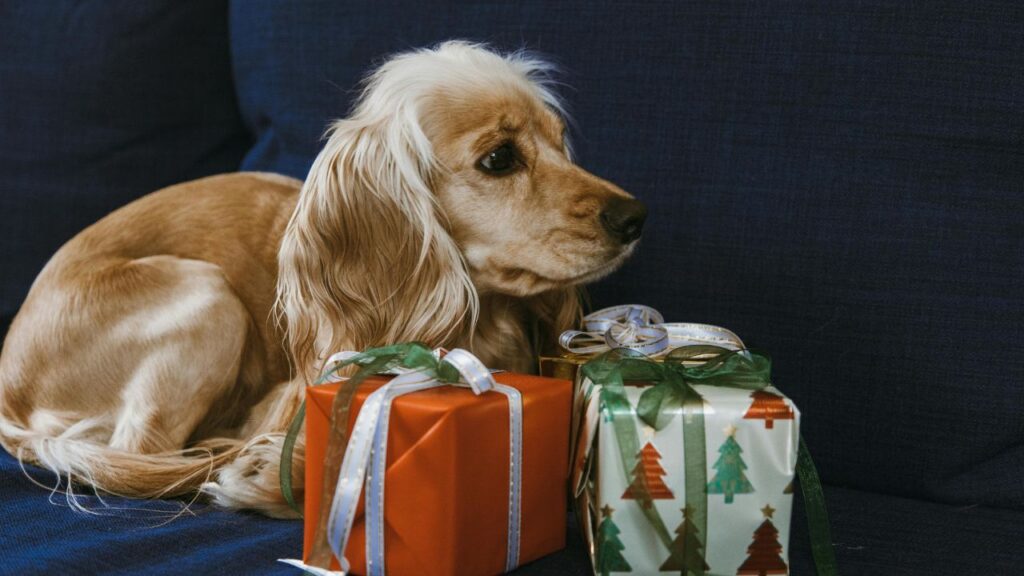 a dog lying next to presents