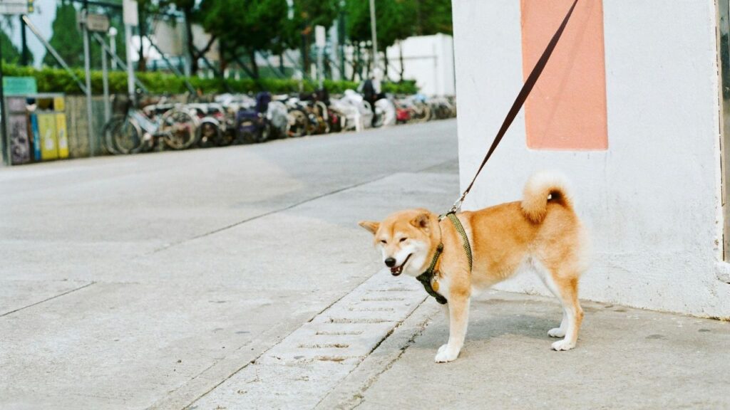 a dog on a leash