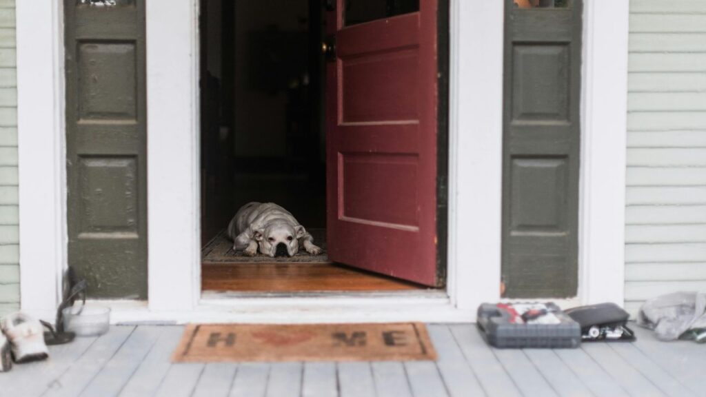 a dog lying on the floor in a doorway