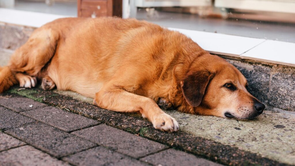 Benefits of Waiting to Spay Your Dog