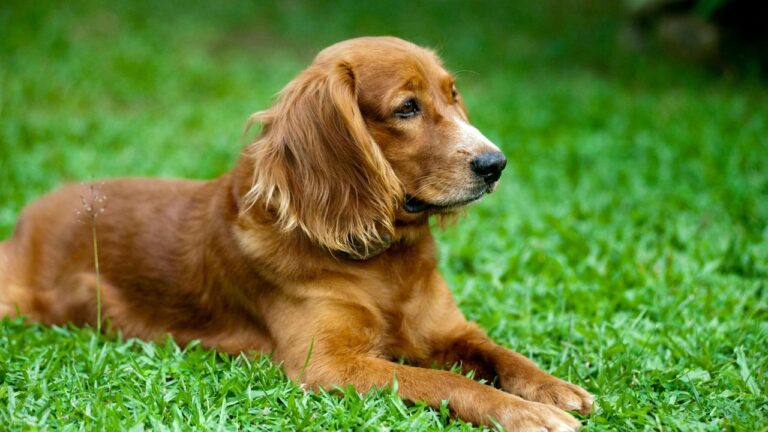 a dog lying in the grass