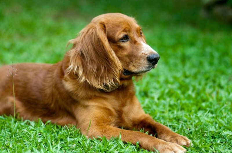 a dog lying in the grass