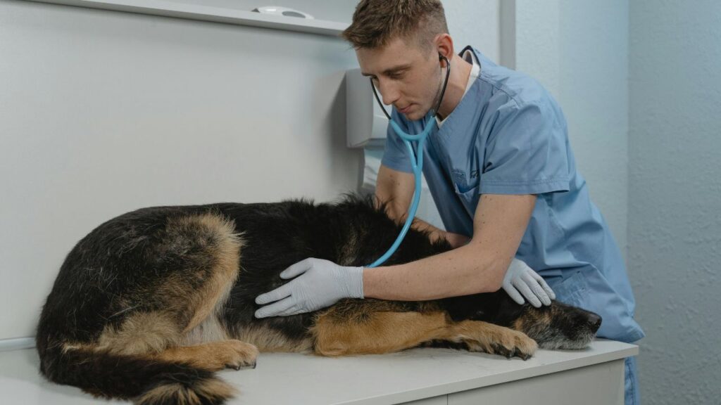 Vets Treat Aggressive Dogs