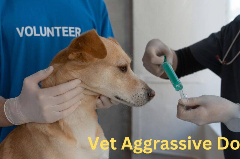 a person giving a dog a injection