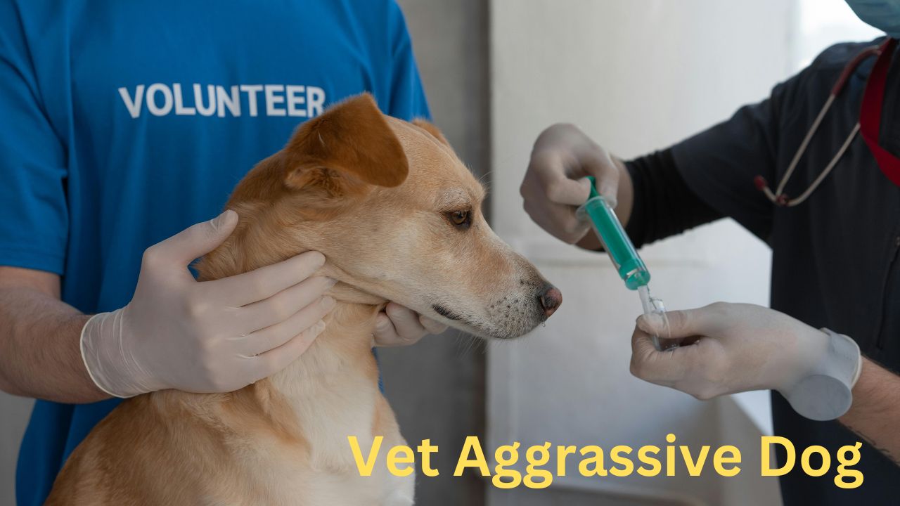 a person giving a dog a injection