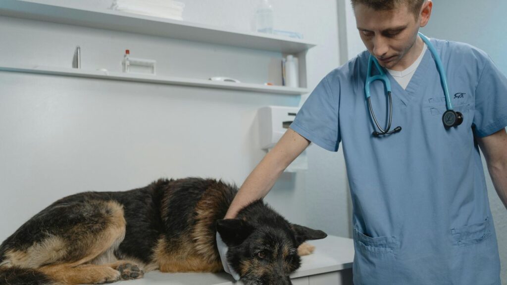 a man wearing scrubs and scrubs holding a dog's head